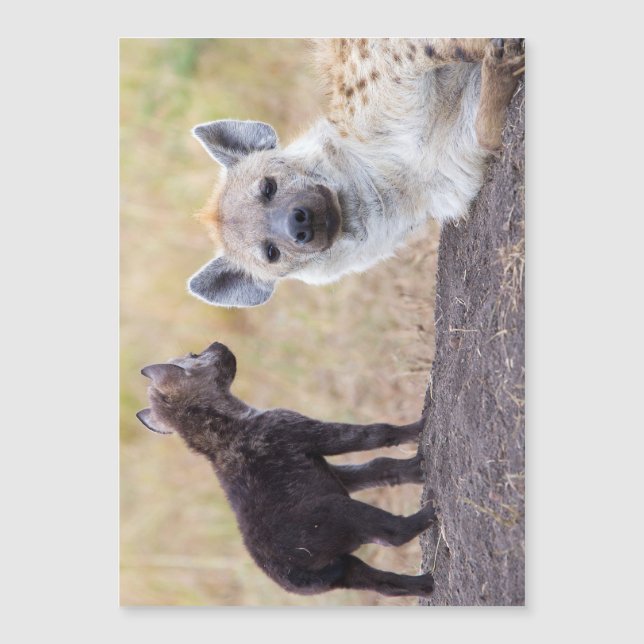 Hyena met jonge (Voorkant)