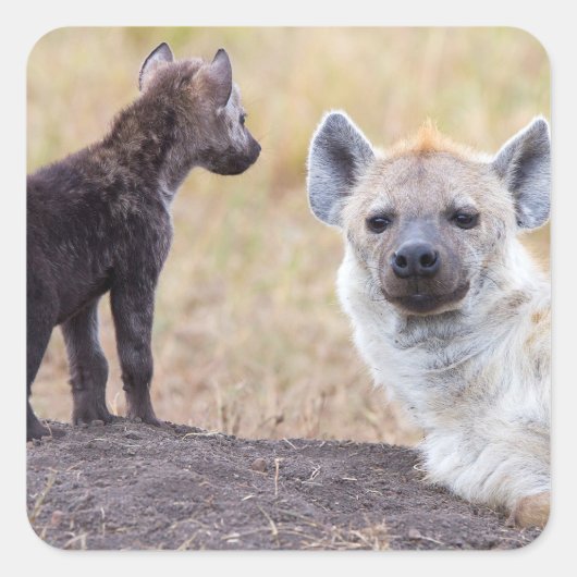 Hyena met jonge vierkante sticker (Voorkant)