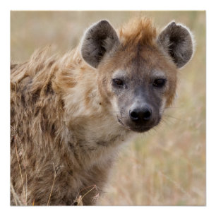 Hyena Perfect Poster