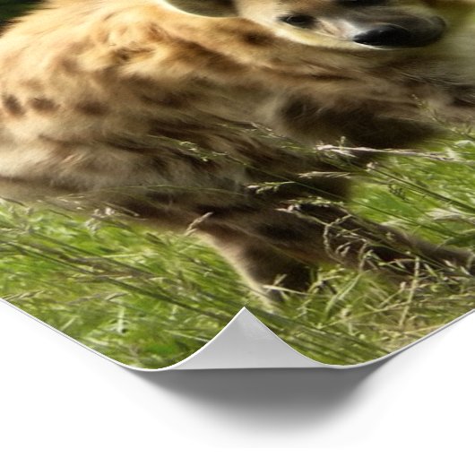 Hyena Poster Print (Hoek)