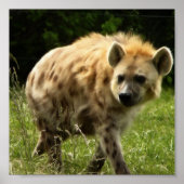 Hyena Poster Print (Devant)