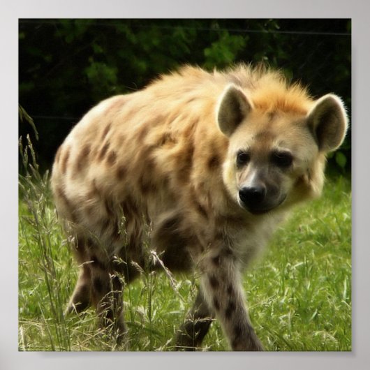 Hyena Poster Print (Devant)