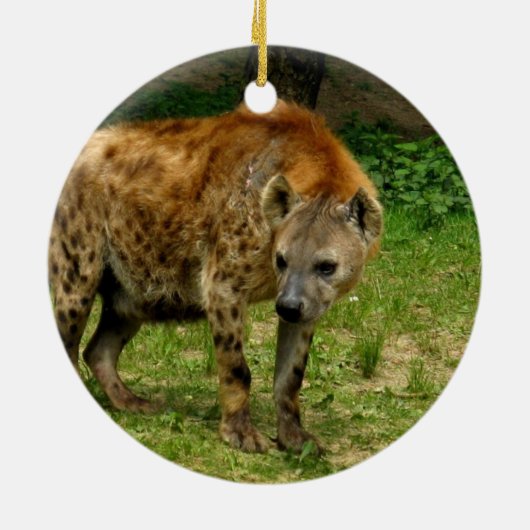 Hyena Prowl Ornament (Achterkant)