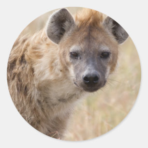 Hyena Ronde Sticker