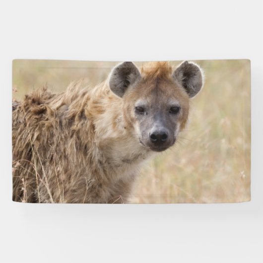 Hyena Spandoek (Horizontaal)