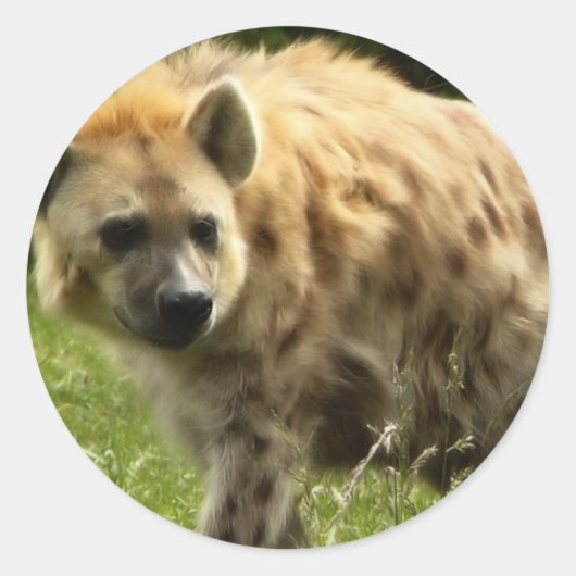 Hyena Sticker (Voorkant)