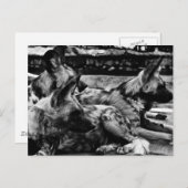 Hyenas Briefkaart (Voorkant / Achterkant)