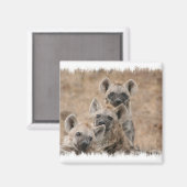 Hyenas vierkante magneet (Voorkant / Achterkant)
