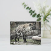 hyène riant : Carte postale (Debout devant)