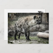 hyène riant : Carte postale (Devant / Derrière)