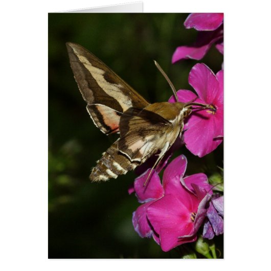 Hyles gallii (Voorkant)