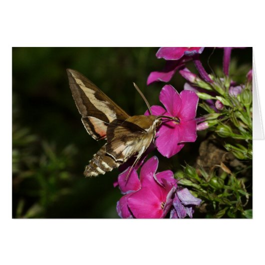 Hyles gallii (Devant horizontal)