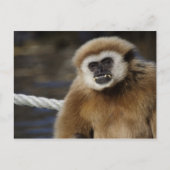 HYlobates Briefkaart (Voorkant)