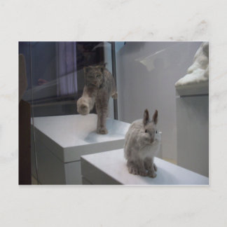 Hyper Lynx draait (a)doorsnee Briefkaart