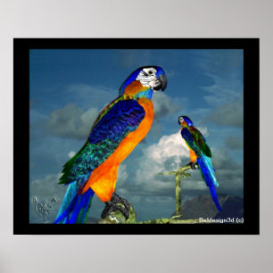 HYPER PAPEGAAIEN / BLAUWE ARA POSTER