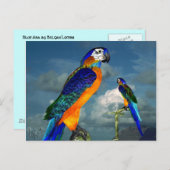 HYPER PARROTS/BLAUWE ARA BRIEFKAART (Voorkant / Achterkant)