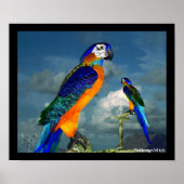HYPER PARROTS/BLAUWE ARA POSTER (Voorkant)