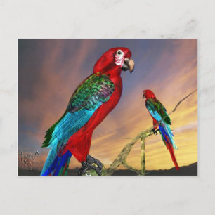 HYPER PARROTS/RODE ARA BRIEFKAART