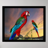 HYPER PARROTS/RODE ARA POSTER (Voorkant)