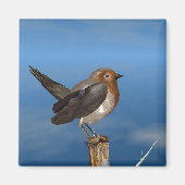 HYPER VOGELS/ROBINEBROOST MAGNEET (Voorkant)