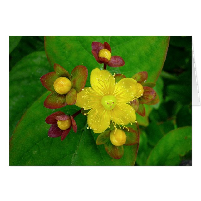 Hypericum Androsaemon 01 (Voorkant Horizontaal)