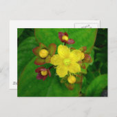 Hypericum Androsaemon 01 Briefkaart (Voorkant / Achterkant)