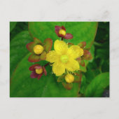 Hypericum Androsaemon 01 Briefkaart (Voorkant)