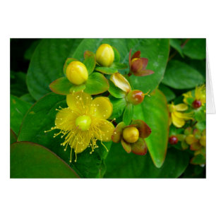 Hypericum Androsaemon 02