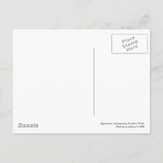 Hypericum Androsaemon 02 Briefkaart (Achterkant)