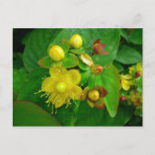Hypericum Androsaemon 02 Briefkaart (Voorkant)