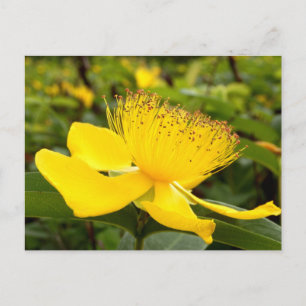 Hypericum Calcyinum Ansichtkaart Briefkaart