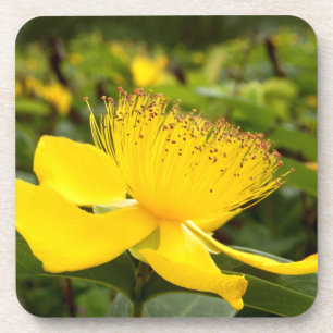 Hypericum Calcyinum Dessous de verre en plastique