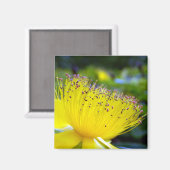 Hypericum calcyinum Magnet Magneet (Voorkant / Achterkant)