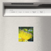 Hypericum calcyinum Magnet Magneet (Insitu (Vaatwasser))