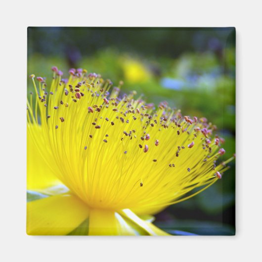 Hypericum calcyinum Magnet Magneet (Voorkant)