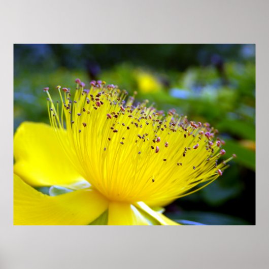 Hypericum Calcyinum Poster (Voorkant)