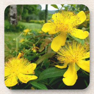 Hypericum calycinum bier onderzetter