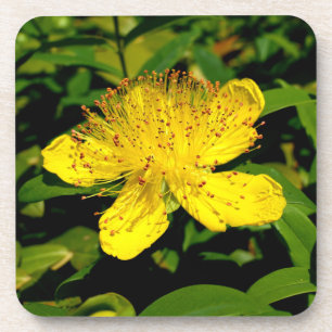 Hypericum calycinum bier onderzetter