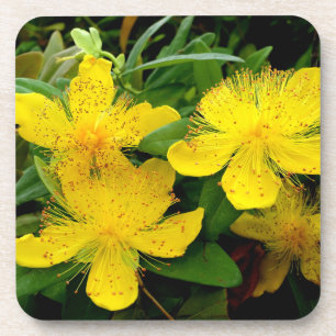 Hypericum calycinum bier onderzetter