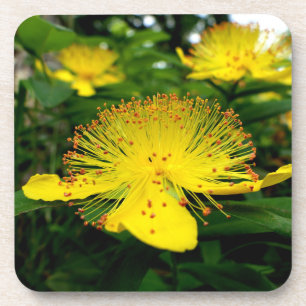 Hypericum calycinum bier onderzetter