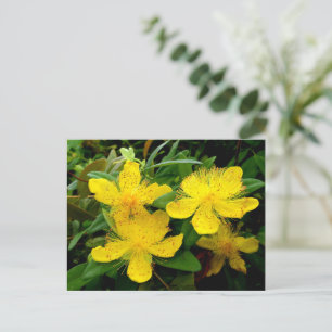Hypericum calycinum briefkaart