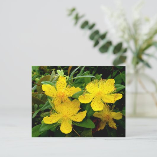 Hypericum calycinum briefkaart (Staand voorkant)