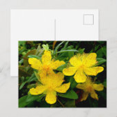 Hypericum calycinum briefkaart (Voorkant / Achterkant)