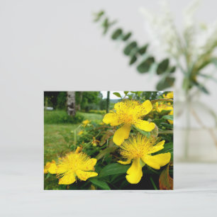 Hypericum calycinum briefkaart