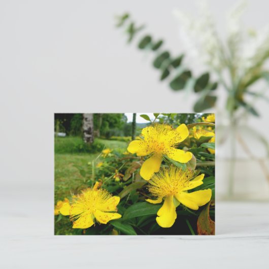 Hypericum calycinum briefkaart (Staand voorkant)