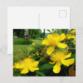 Hypericum calycinum briefkaart (Voorkant / Achterkant)