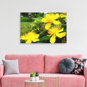 Hypericum calycinum canvas afdruk