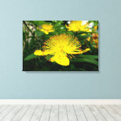 Hypericum calycinum canvas afdruk (Insitu (Houten vloer))