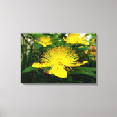 Hypericum calycinum canvas afdruk (Voorkant)
