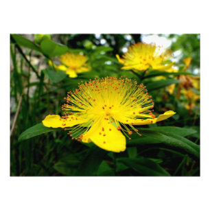 Hypericum calycinum foto afdruk